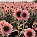 Martha Constable - @marthacanada83 - Instagram