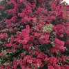 Martha Ceron - @martha.ceron18 - TikTok