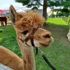 Martha Combs - @martha.combs2 - TikTok