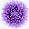 Martha Coppage622 - @marthacoppage622 - TikTok