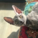 Martha - @marthathecornishrex - Instagram