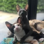 Mimi and Martha - @mimiandmarthacornishrex - Instagram