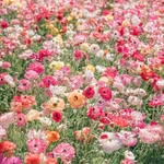 Martha Foote Crow - @marthacrow1015 - Instagram