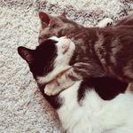 Dexter and Martha - @dexter.and.martha - Instagram