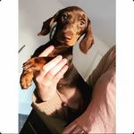 Dexter Mable & Martha - @dexte_rmartha - Instagram