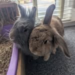 Dexter Maisy - @dexter_maisy_martha_daisy - Instagram
