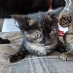 Martha Dykstra - @lecatladylol - Instagram