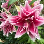 Martha Earl Shanahan - @mashanahan46 - Instagram