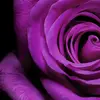 Martha Echols - @martha_echolsyahoo.com13 - TikTok