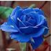 Martha Fitzpatrick - Facebook