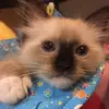 Martha.Fitzpatrick - @marthafitzpatricknozprdd - TikTok