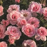 Martha Flower - @martha_flower_23 - Instagram