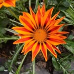 Martha Flowers - @flowersbymartha - Instagram