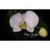 Puspa Martha Flower - Facebook