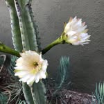 Martha Marty Barb Goolsby - @herbielover9 - Instagram