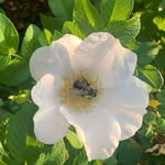 Martha Graber - @marthalgraber1956 - Instagram