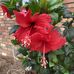 Martha Hatcher - Facebook
