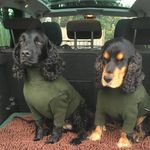 Martha and Hector - @cawkies_cockers - Instagram