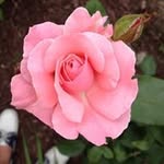 Martha Hefner - @marthahefner - Instagram