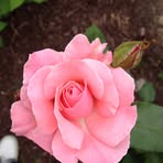 Martha Hefner - Facebook