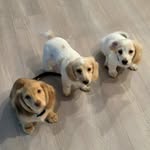 Martha Hendrix - @doxie.mommie3 - Instagram