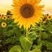 Martha Klinger - Facebook