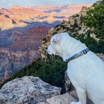 Martha Lafferty - @layla_an_american_bulldog - Instagram