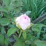 Martha Lapp - @lappmartha - Instagram