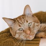 Larry + Martha - @larryandmarthacats - Instagram