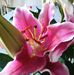 Martha Losoya - Facebook