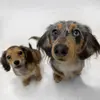 mabelandmartha_ - @mabelandmartha_ - TikTok