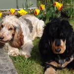 Murray - @martha_mabel_cockerspaniels - Instagram
