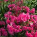 Martha Magee - Facebook