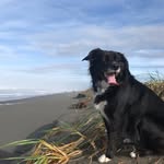 Zara Noodle Kale Martha Magee - @zarinawolfmagee - Instagram