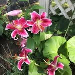 Martha McCarthy - @martydill330 - Instagram