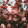 marthamorrelli578 - @marthamorrelli578 - TikTok