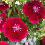 Martha Mulligan - @localcolorslandscaping - Instagram