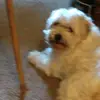 Auntie Fafa - @marthamumford - TikTok