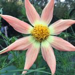 Martha Oakes - @marthaoakesgarden - Instagram