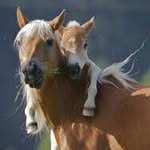 martha oakley - @ponies_love9 - Instagram