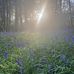 Martha Ogden - Facebook