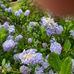 Martha Ogle - Facebook