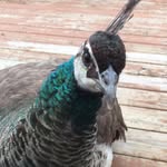 Martha the Peacock - @itsmarthathepeacock - Instagram