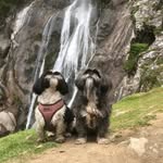 Martha & Penny - @2dogadventures - Instagram