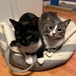 Martha and Penny - @tuxedotabs - Instagram