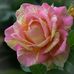 Martha Quinteros - Facebook