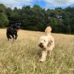 Martha & Ralph - @martha_and_ralphie - Instagram