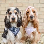 Martha, Harley and Ralph - @themainecoon_thecockerspaniels - Instagram