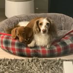 Ralph and Martha - @ralphandmartha_theminidachs - Instagram
