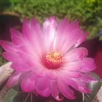 Martha Rebollar - Facebook